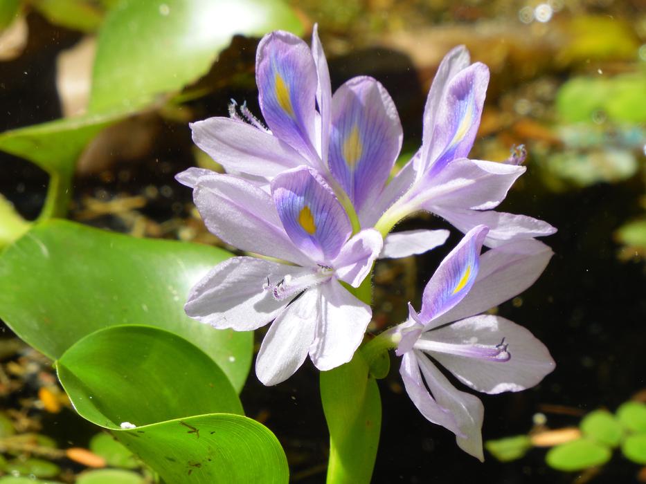 Flower Nature Plant