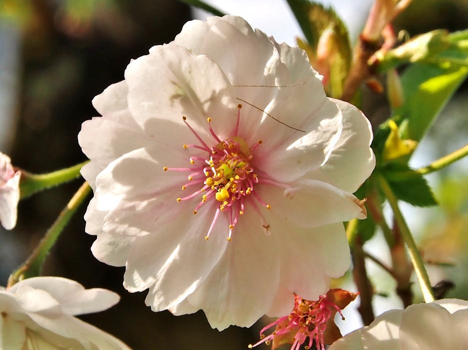 Blossom Bloom Cherry