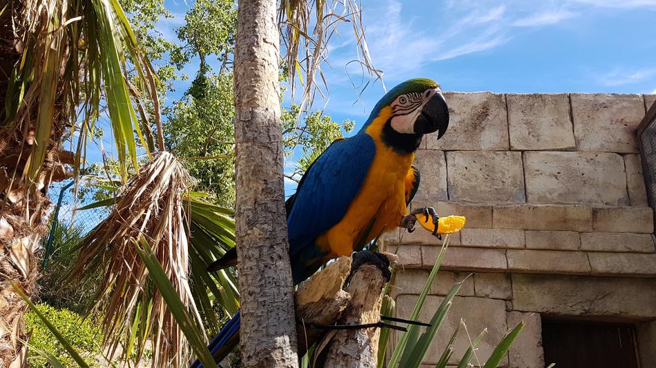 Nature Tropical Outdoor