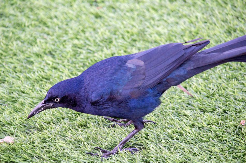 Dark blue Quiscalus palustris
