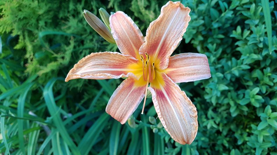 Flower Garden Nature