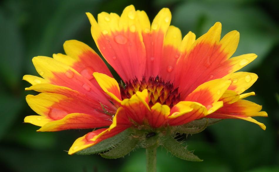 Flower Nature Plant