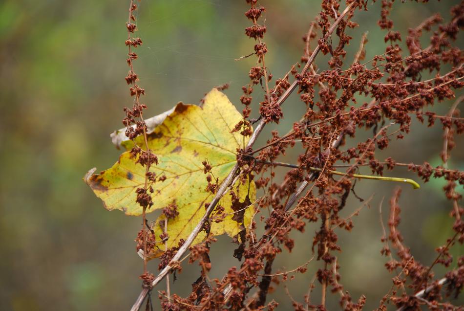 Leaf Leaves Autumn Fall