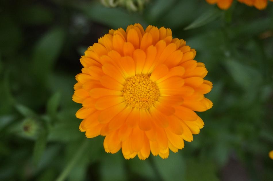 Nature Flower Plant