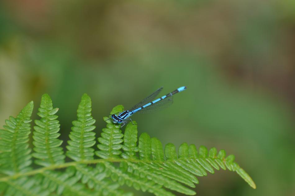 Leaf Nature Plant
