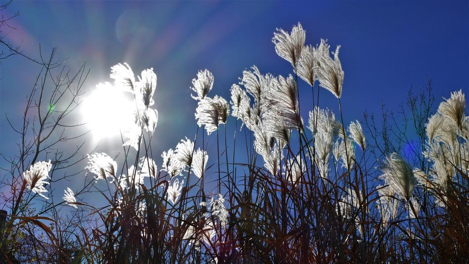 Sun Beams Sunbeams