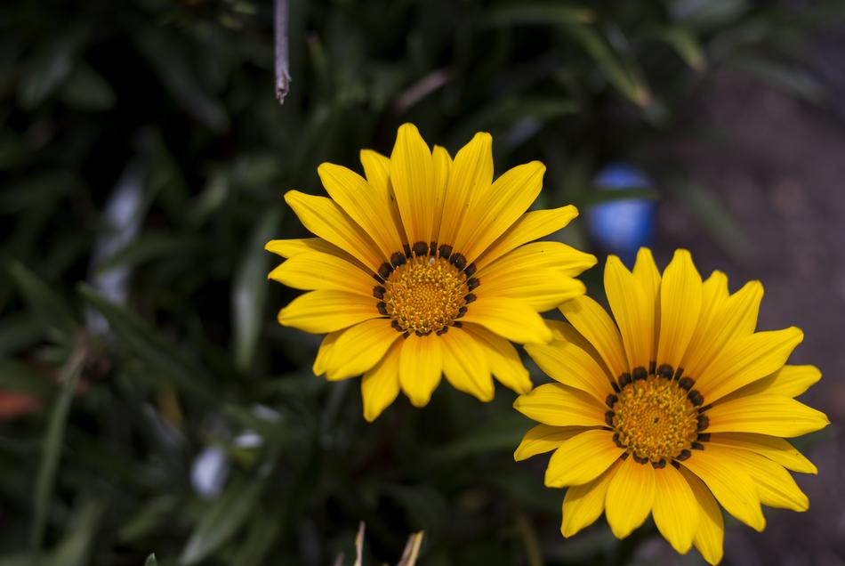 Nature Plant Flower