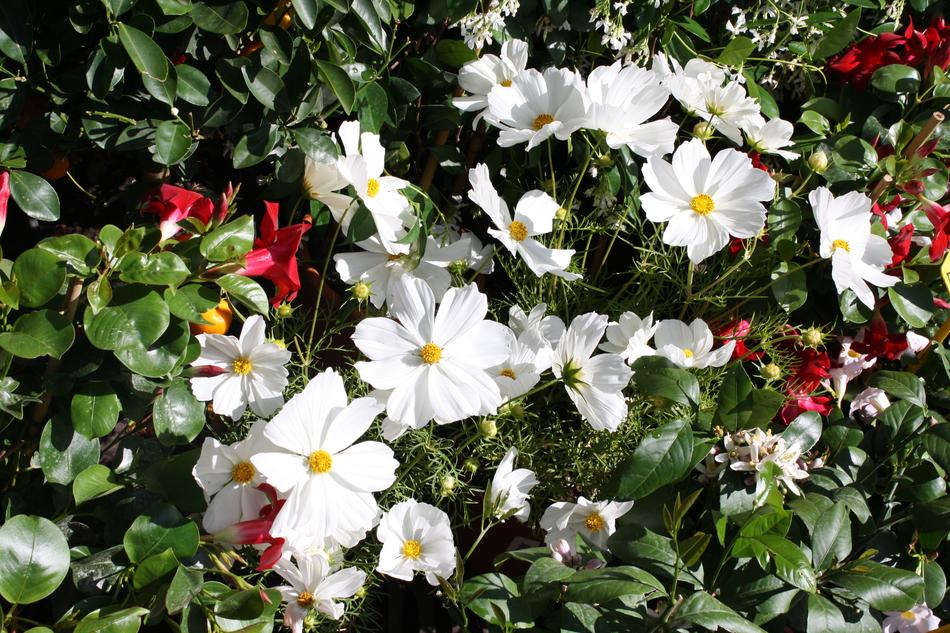 Supplies White Flower
