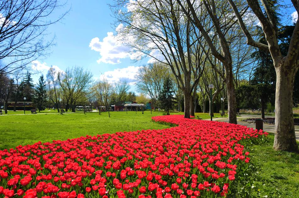 Flower Garden Plant
