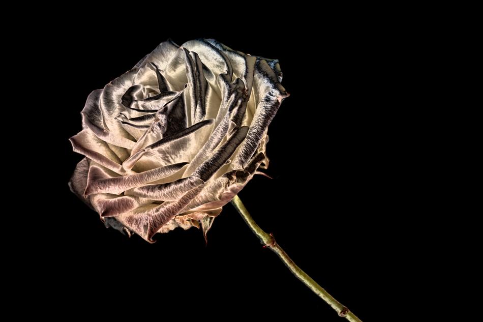 Flower Rose Blossom