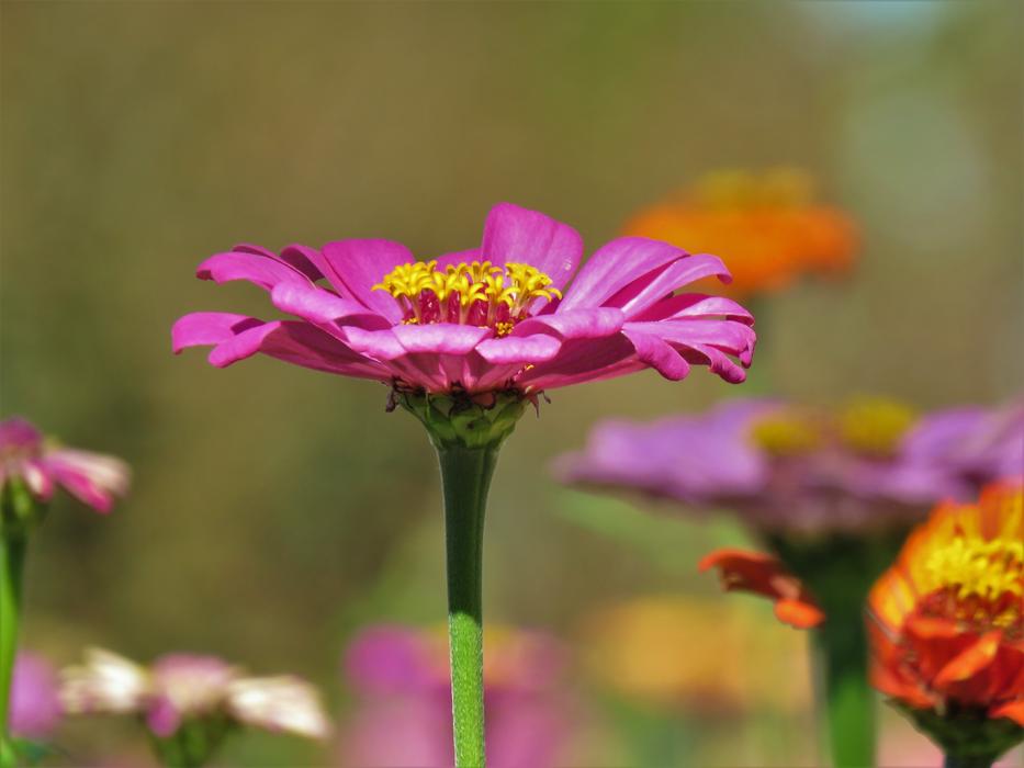 many plants on the stem