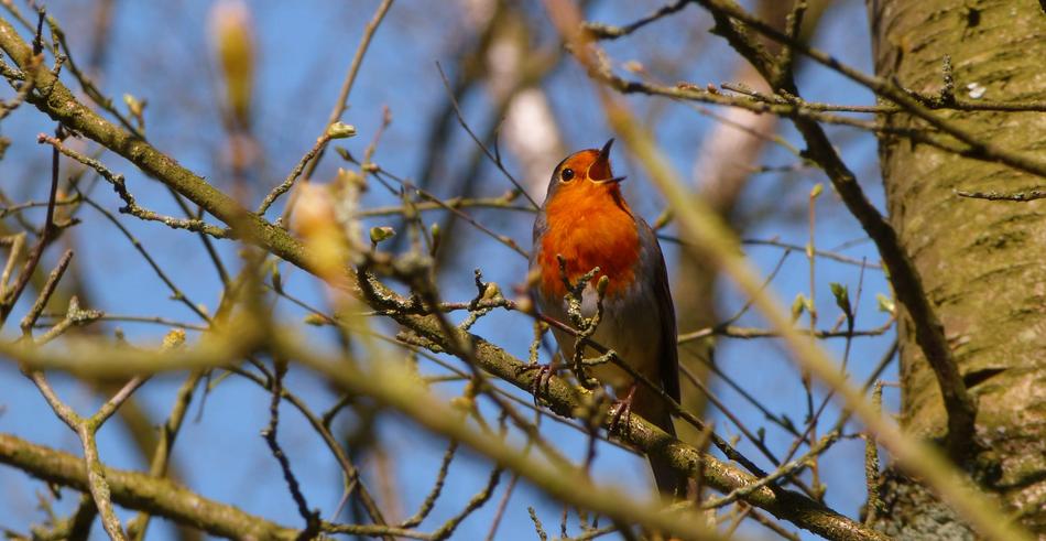a bird with red plumage in its branches