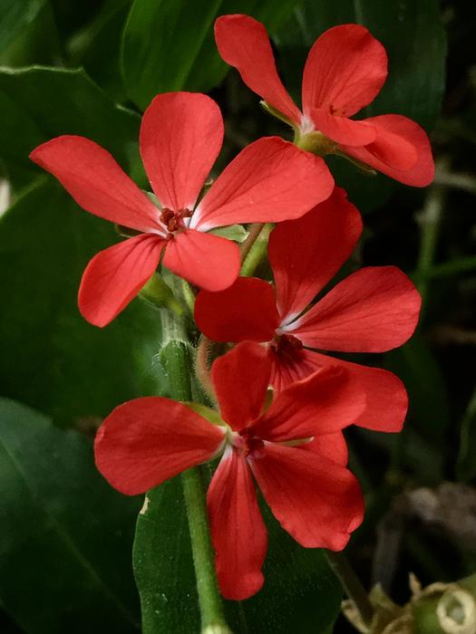 red petals in plants