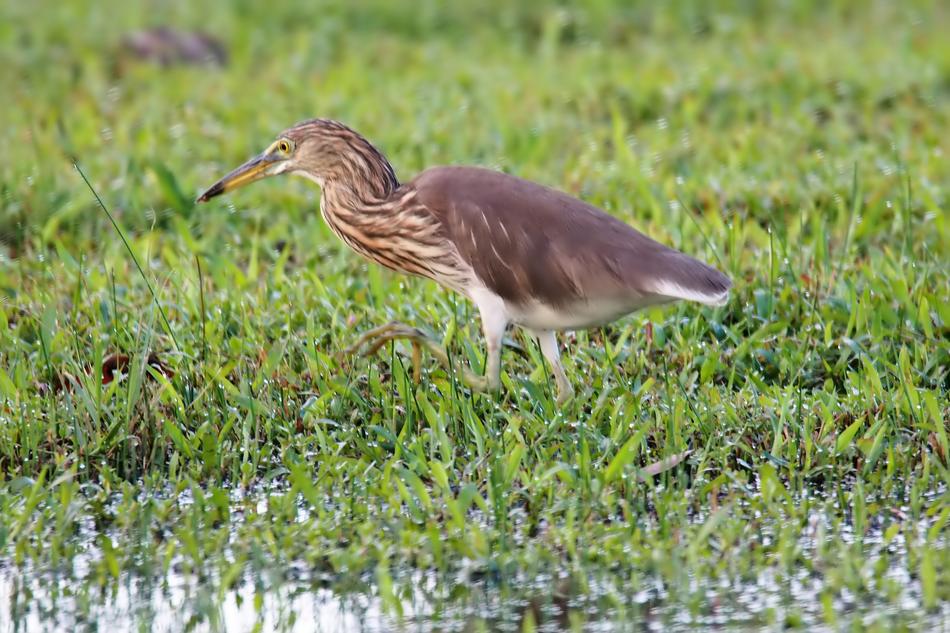 Nature Wildlife Bird