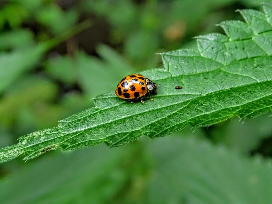 Ladybug Nature Green