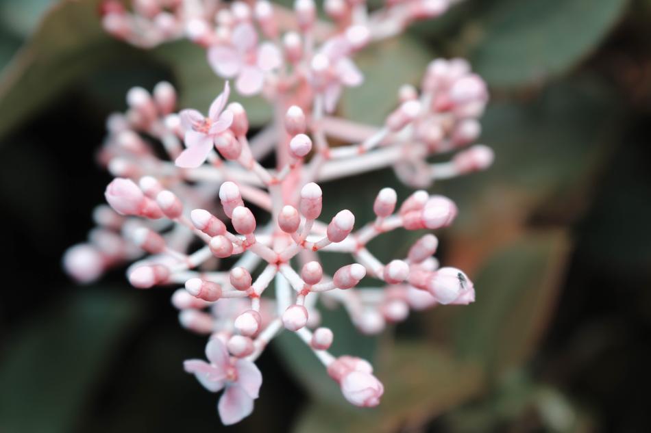 Plant Botanical Flower