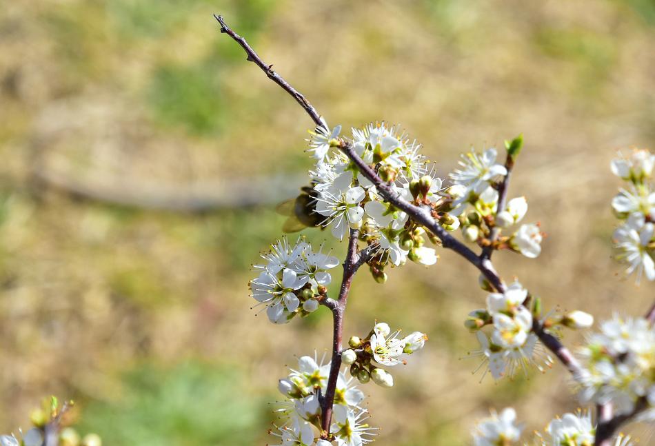 Nature Plant Flower