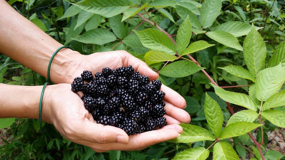 Blackberry Berries macro