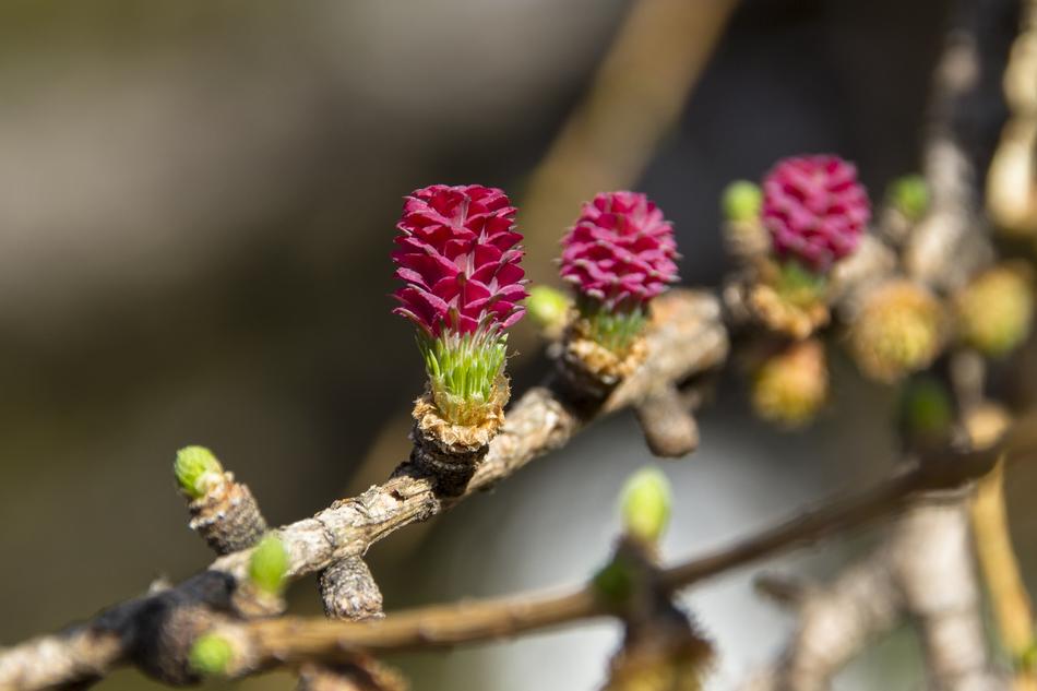 a branch with pink little flowers