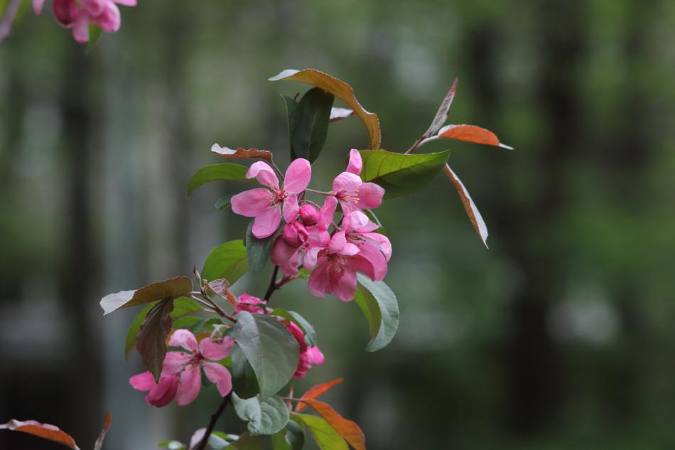 Flower Nature Plant