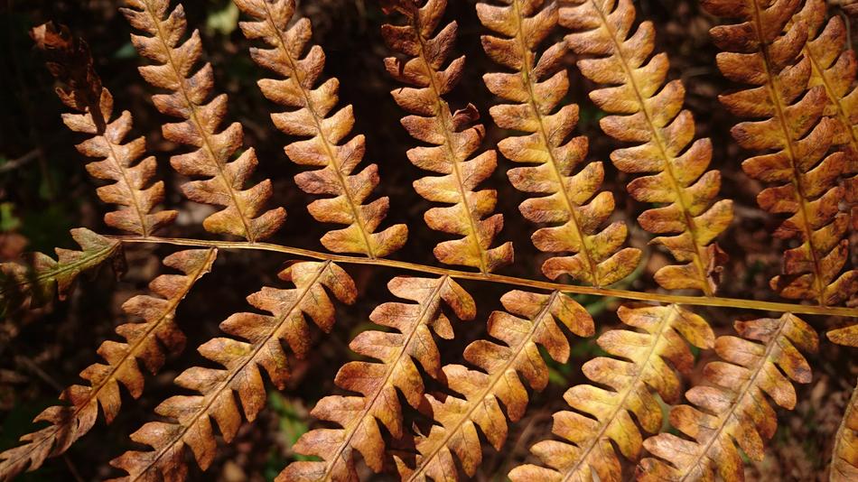 Fern Sheet Brown