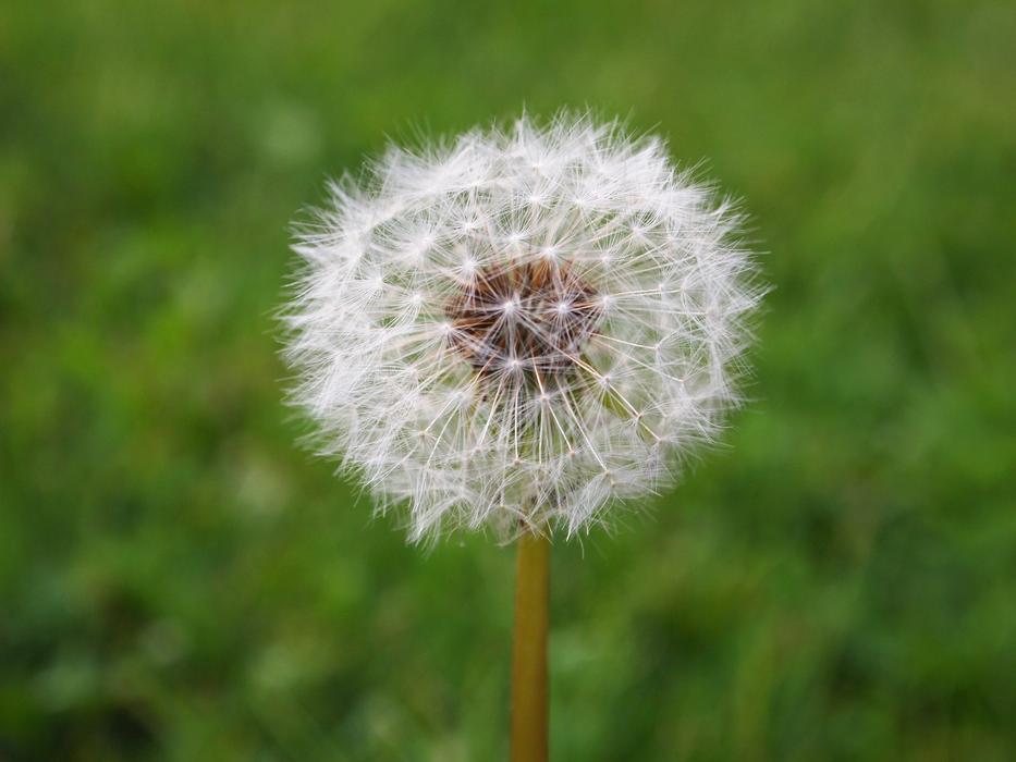 Flower Seed Dandelion