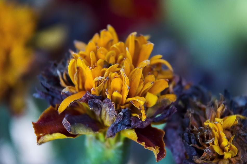 Nature Flower Flora