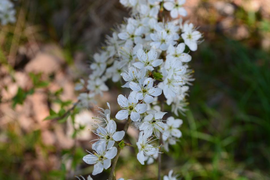 Flower Nature Plant