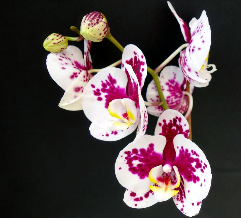 Orchid Flower Blossom