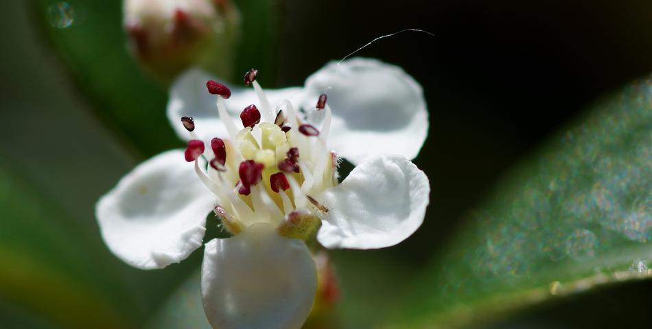 Flower Nature Plant