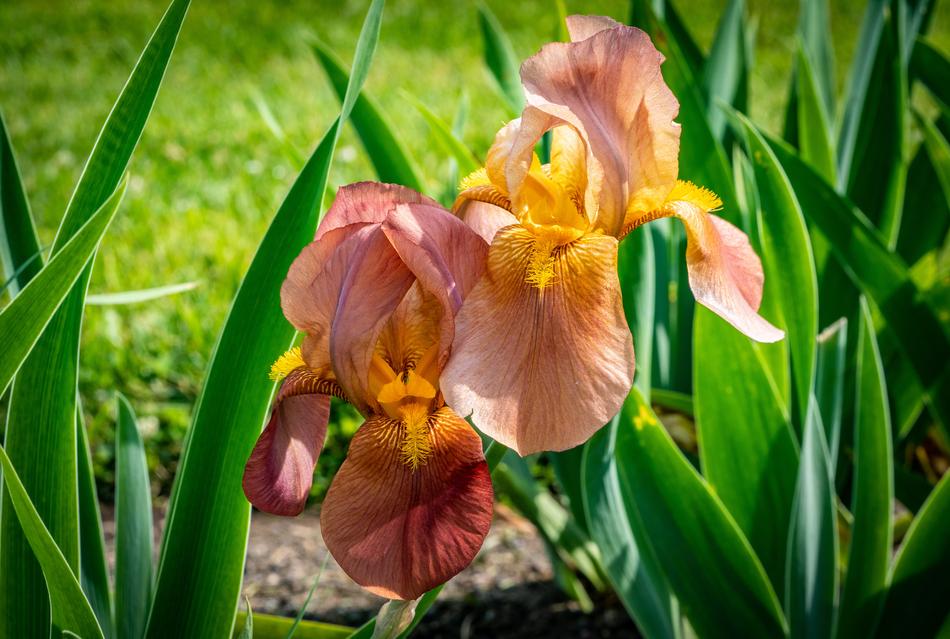 orange flower with leaves is beautiful