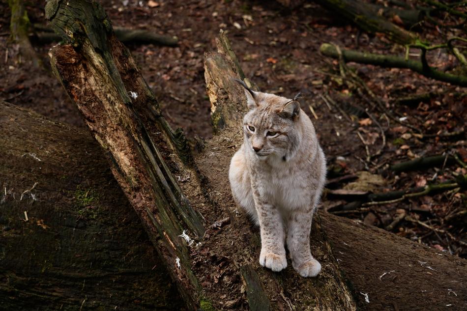 Nature Animal World Mammal