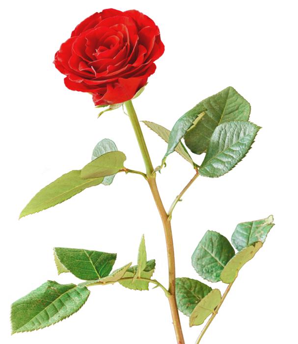Rose Red