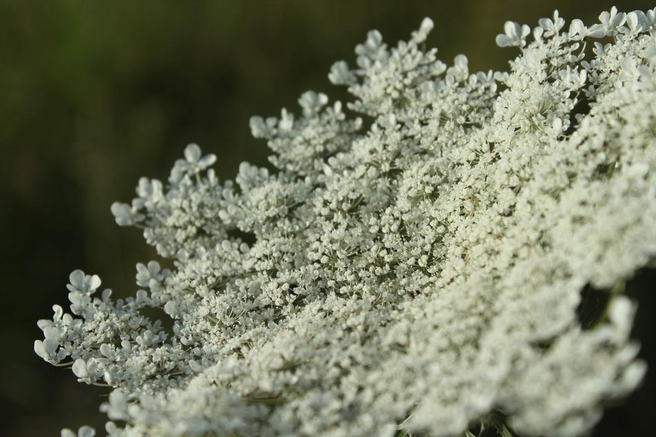 Lace Canon Macro
