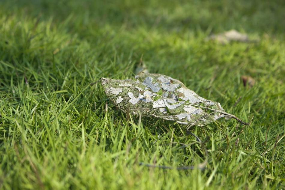 green grass with a leaf