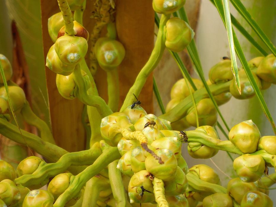 nature garden yellow