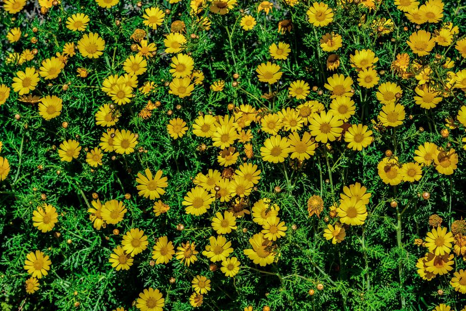 Daisies Nature Flower