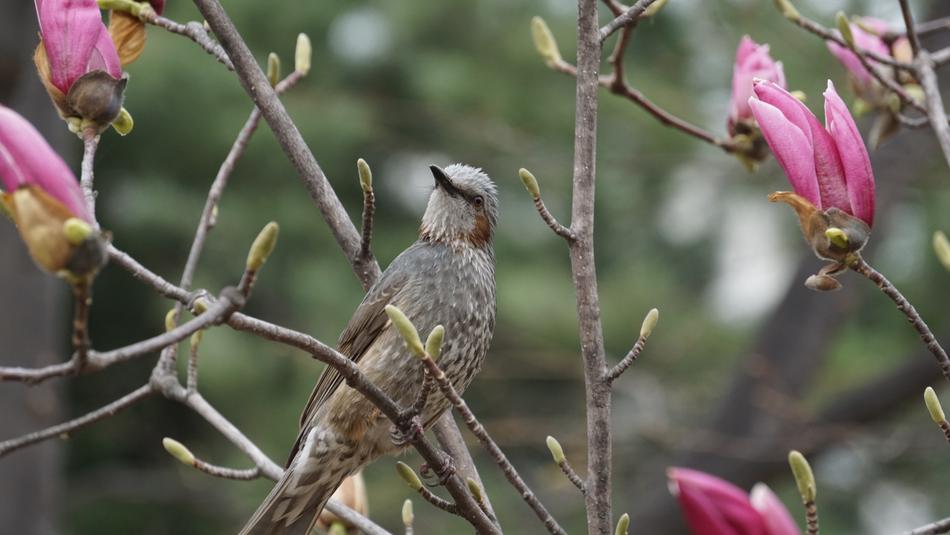 a wild little bird in the flowers