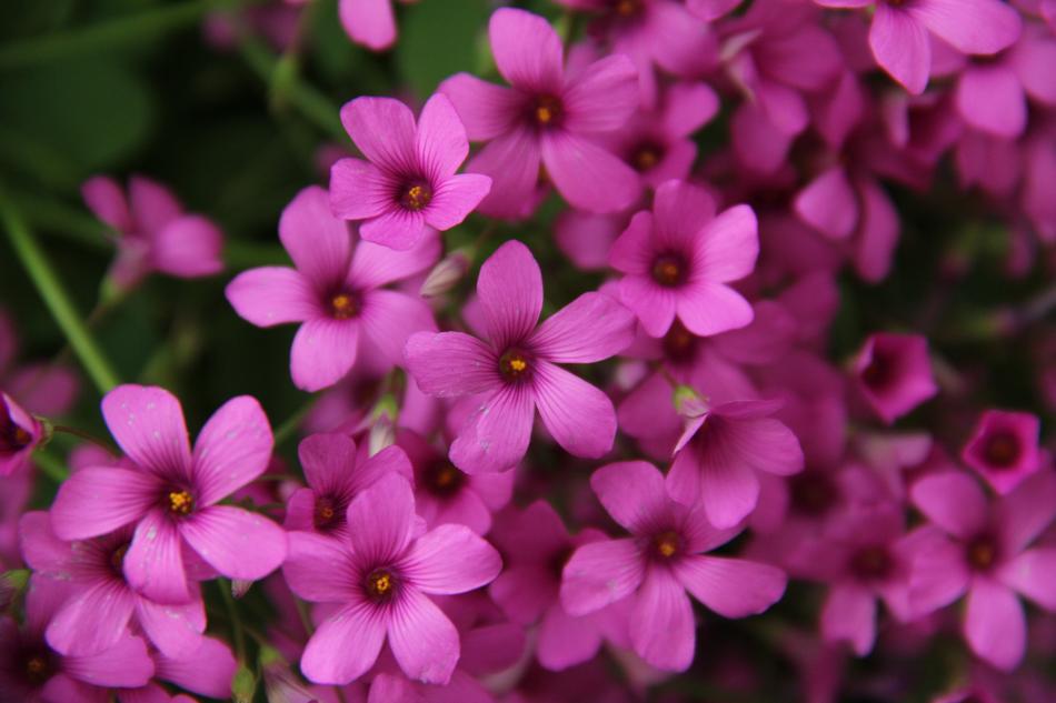 Flower Nature Flora