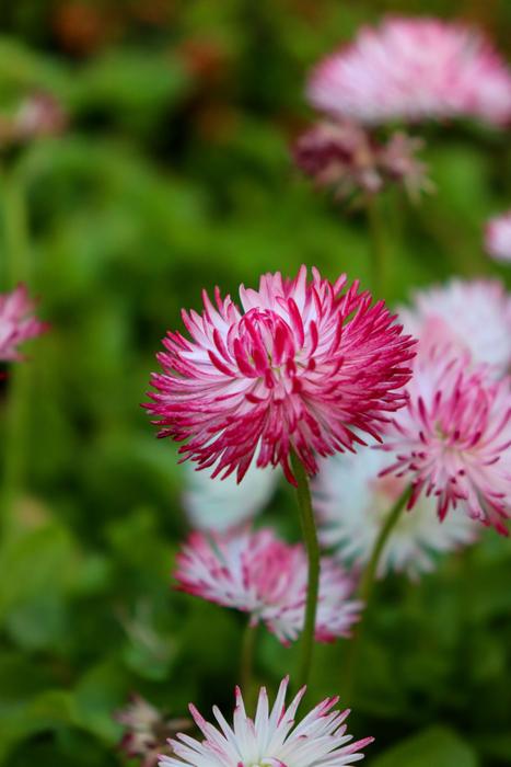 Daisy Bellis White
