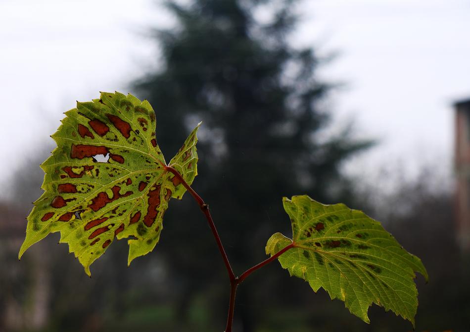 Leaves No One Nature