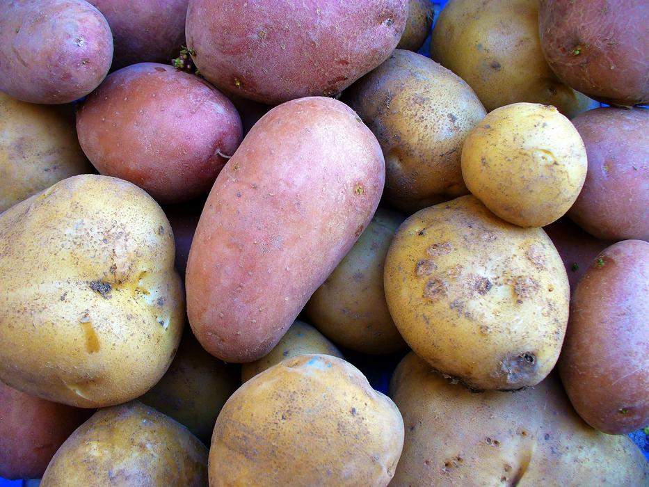 farm fresh potatoes