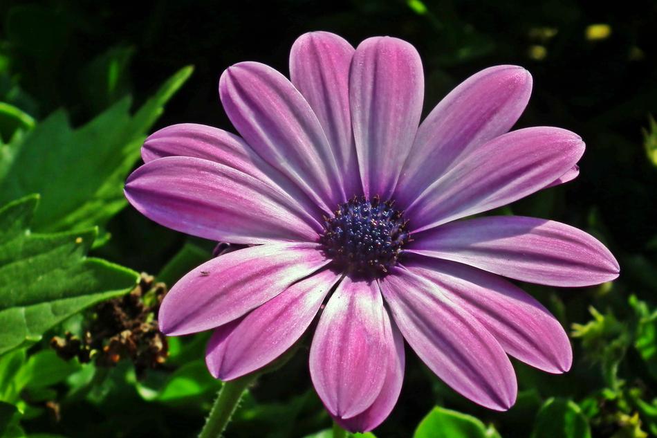 Nature Flower Plant