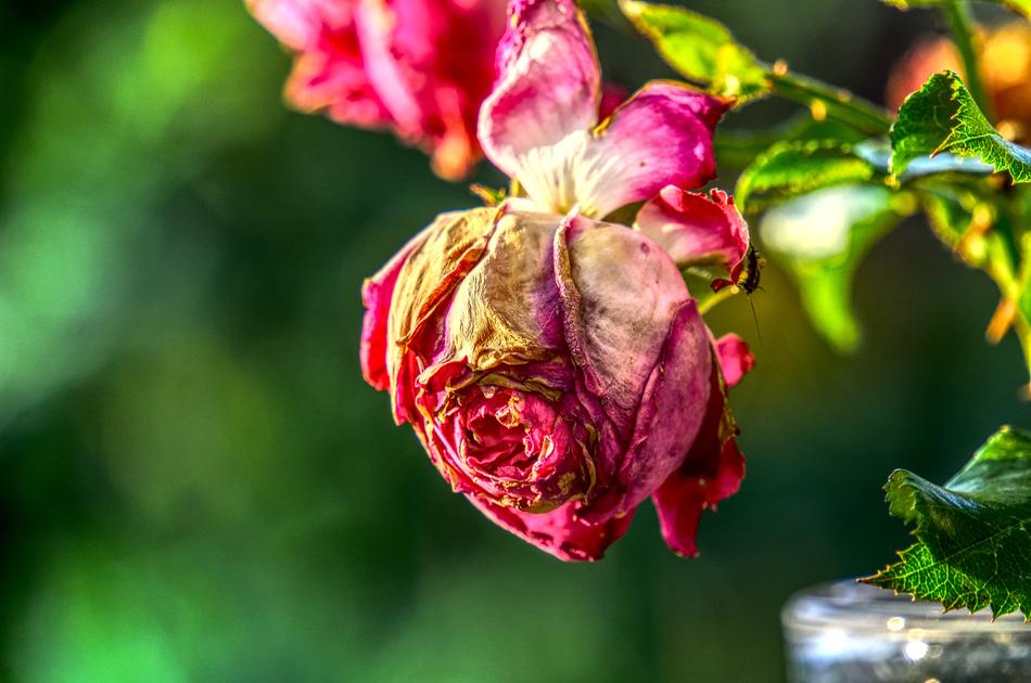 Rose Blossom Bloom