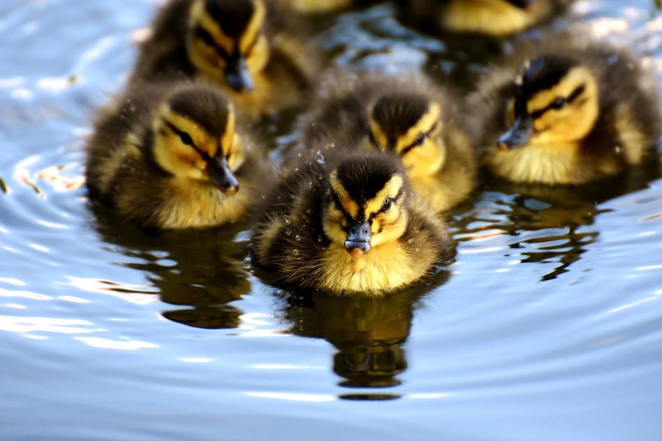 Mallard Chicks Baby