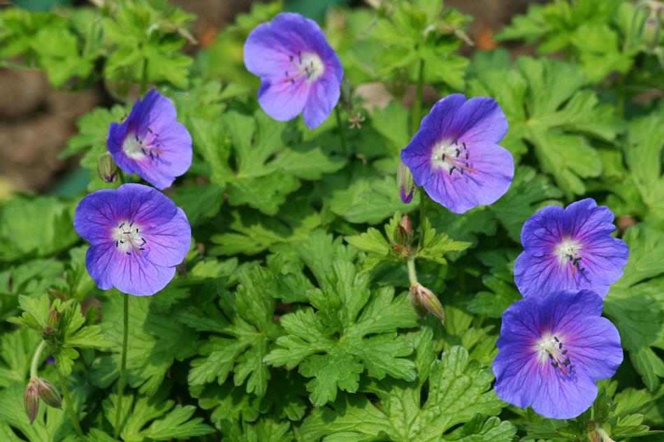 Nature Flora Flower