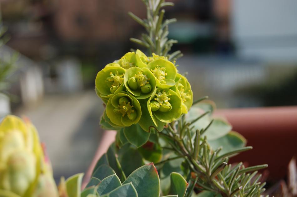 Nature Flower