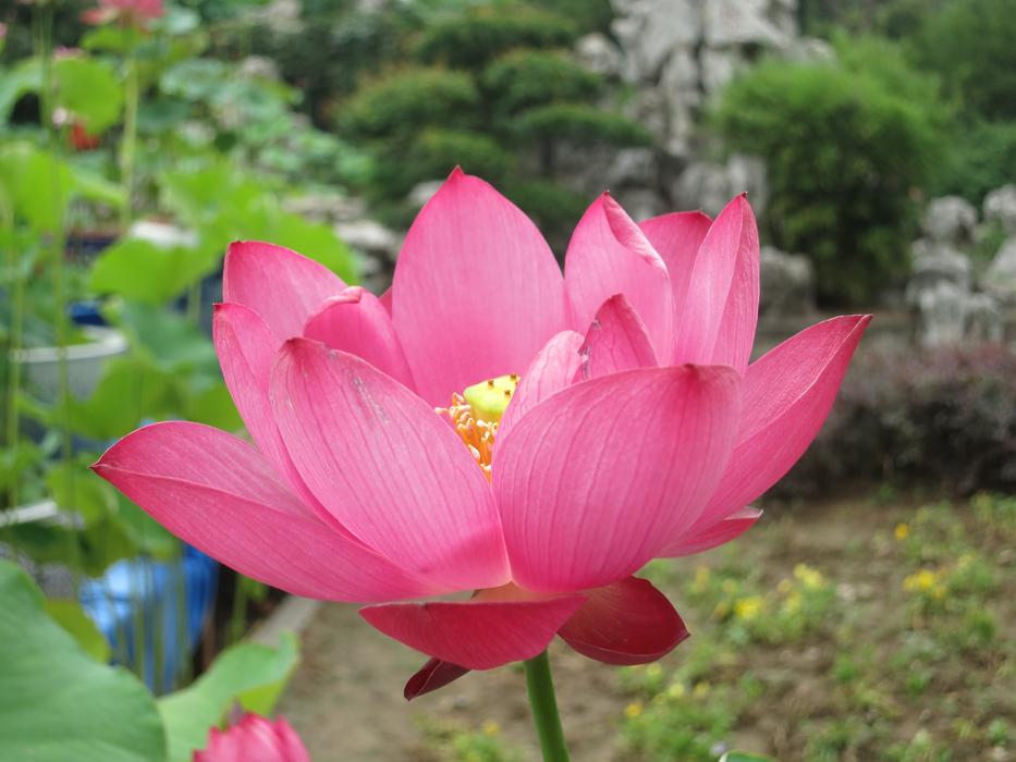 china park flower pink