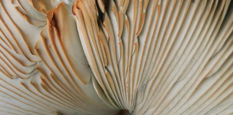 Desktop Nature Pattern