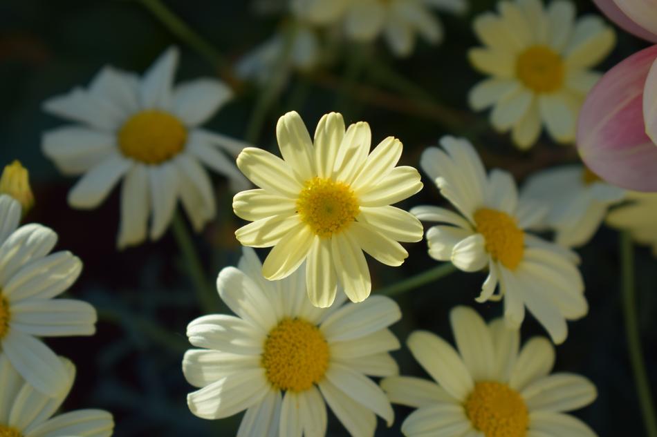 Margurit Yellow Flower